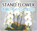 STAND FLOWER jCxgȂǂ